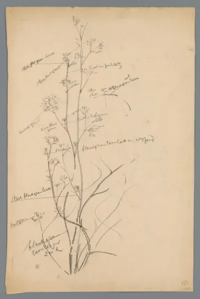 Schets van een waterplant