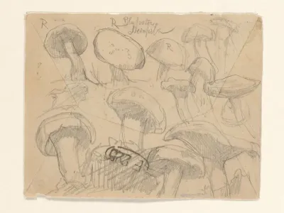 Schetsblad met diverse paddenstoelen