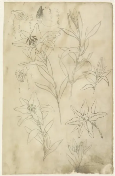 Schetsblad met lelies