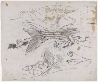 Schetsblad met studies van een snoek