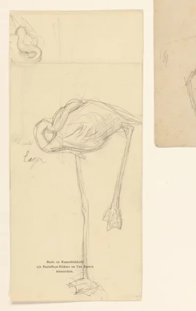 Schetsblad met studies van flamingo's