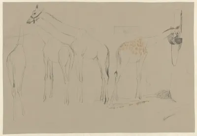 Schetsblad met studies van giraffen
