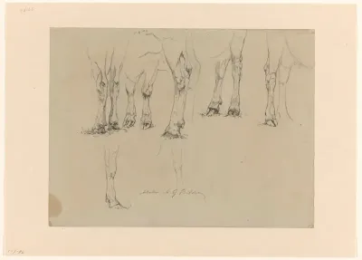 Schetsblad met studies van koeienpoten