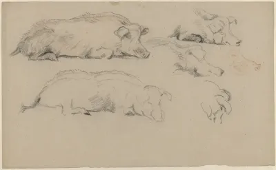 Schetsblad met studies van liggende varkens