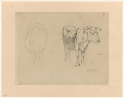 Schetsblad met twee studies van koeien