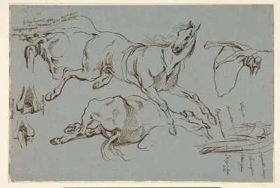 Schetsen van een springend en liggend paard en enkele anatomische details