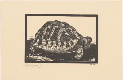 Schildpad