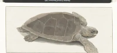 Schildpad gevangen door de bemanning van de boot