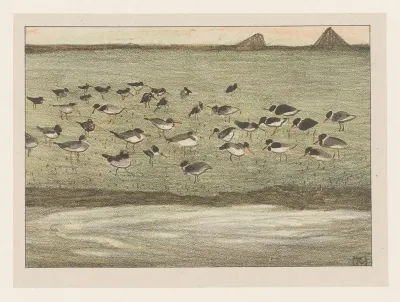 Scholeksters aan de waterkant