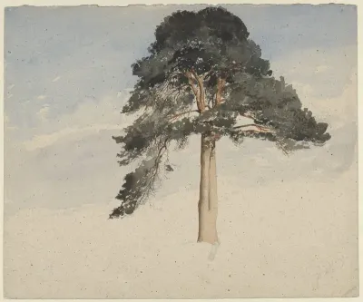 Schotse dennenboom