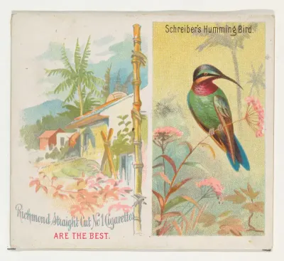 Schreiber's Hummingbird, from Birds of the Tropics series (N38) for Allen & Ginter Cigarettes