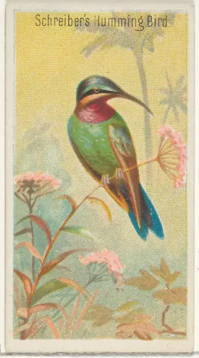 Schreiber's Hummingbird, from the Birds of the Tropics series (N5) for Allen & Ginter Cigarettes Brands