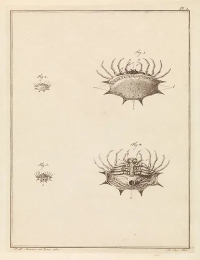 Schulpspin