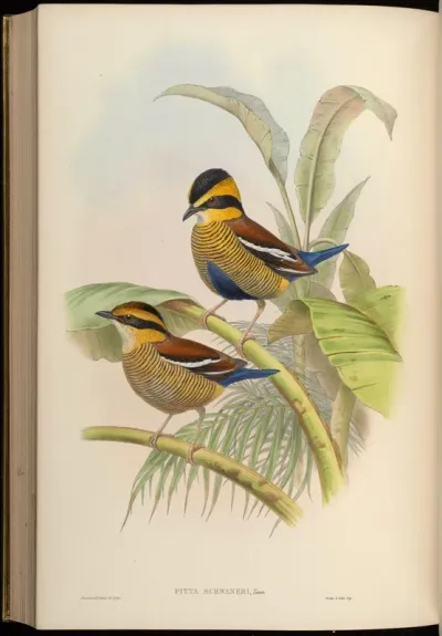 Schwaner's Pitta