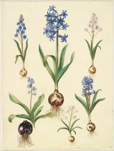 Scilla bifolia (tobladet skilla); Hyacinthus orientalis (almindelig hyacint); Scilla amoena (himmelblå skilla)