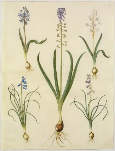 Scilla bifolia (tobladet skilla); Muscari comosum (duskhyacint); Brimeura amethystina (pyrenæisk hyacint)