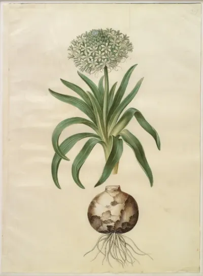 Scilla peruviana (kæmpe-skilla)