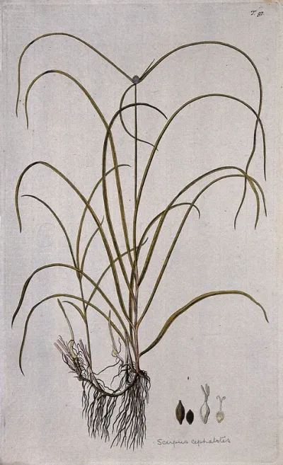 Scirpus cephalotes: flowering stem with root and separate segments of flower and fruit