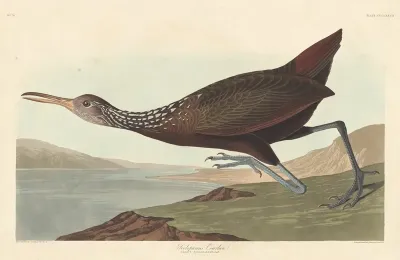 Scolopaceus Courlan