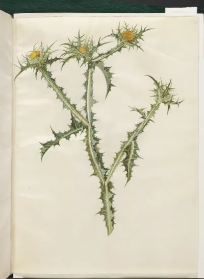 Scolymus hispanicus (spansk guldtidsel)