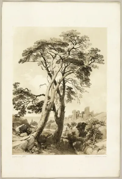 Scotch Fir, from The Park and the Forest