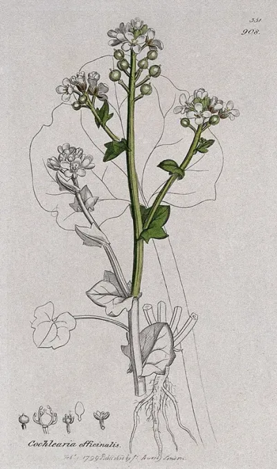 Scurvy grass (Cochlearia officinalis): flowering stem, leaf, root and floral segments