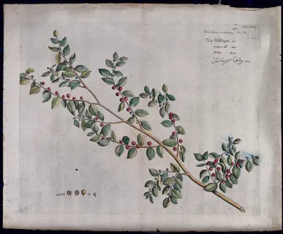 Scutia myrtina Kurz.: branch with flowers and fruit and separate flower, fruit and seeds