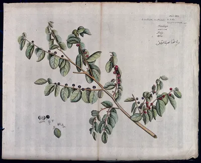 Scutia myrtina Kurz.: branch with flowers and fruit and separate leaf, flowers, fruit, seeds and sectioned fruit