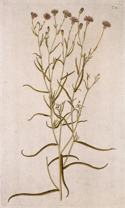 Sea aster (Aster tripolium L.): flowering stem