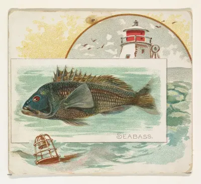 Sea Bass, from Fish from American Waters series (N39) for Allen & Ginter Cigarettes