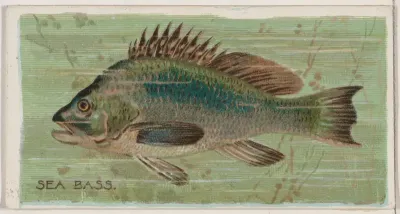 Sea Bass, from the series Fishers and Fish (N74) for Duke brand cigarettes