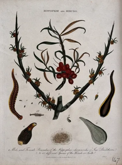 Sea buckthorn plant (Hippophae rhamnoides) and nine types of leech (Hirudo species)