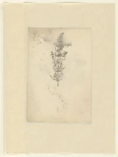Sea-fucus (brown algae)
