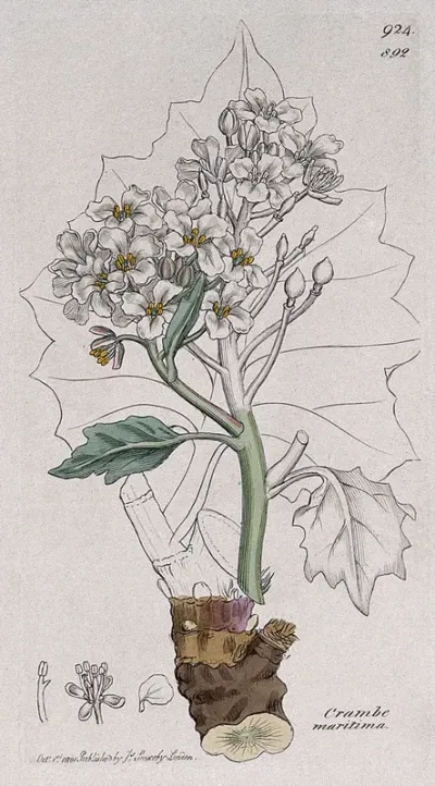 Sea kale (Crambe maritima): flowers, leafy stem and floral segments