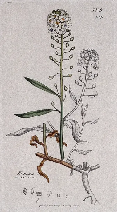 Sea or sweet alyssum (Lobularia maritima): flowering stem, root and floral segments