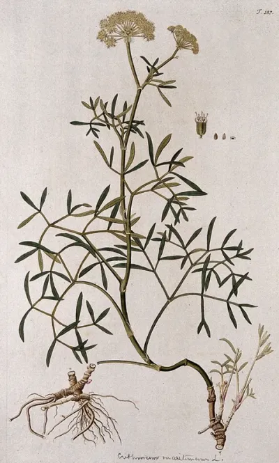 Sea samphire (Crithmum maritimum L.): flowering stem with separate root, flower and fruit