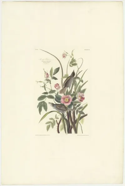 Sea side Finch