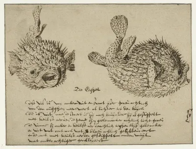Sea Urchin