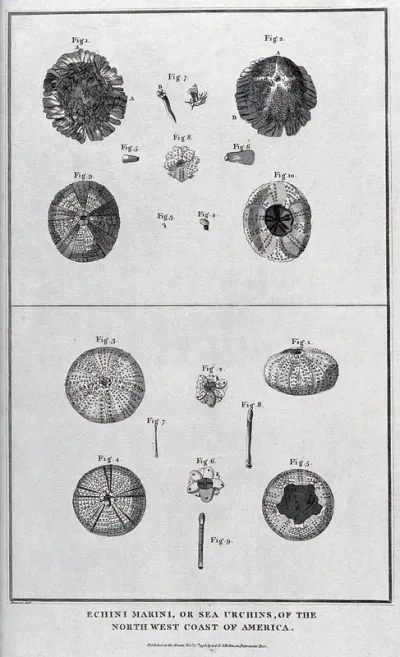 Sea urchins of the North West Coast of America, some cross-sectioned