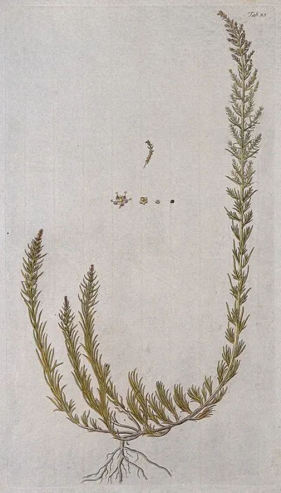 Seablite (Suaeda maritima (L.) Dumort.): entire flowering plant with separate flower and fruit