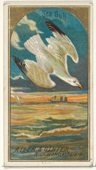 Seagull, from the Birds of America series (N4) for Allen & Ginter Cigarettes Brands