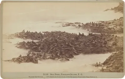 Seal Point, Farallon Islands, Pacific Ocean
