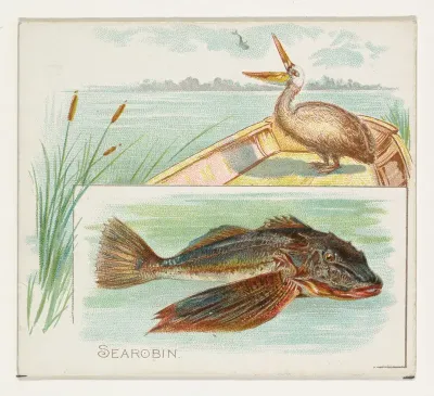 Searobin, from Fish from American Waters series (N39) for Allen & Ginter Cigarettes