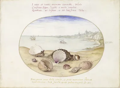 Seashells and View of Cadiz