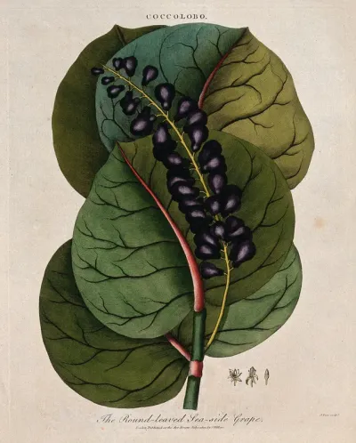 Seaside grape (Coccoloba uvifera): fruiting stem and floral segments
