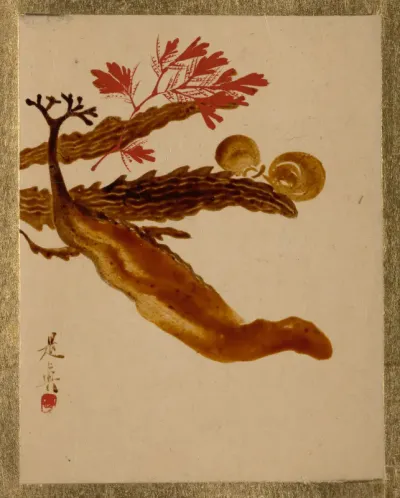 Seaweed