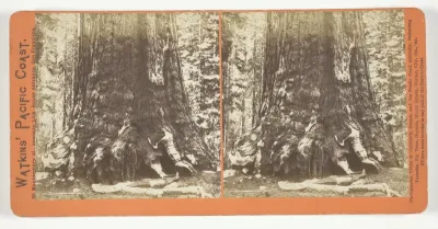 Section of the Grizzly Giant (tree), 33 ft. Diam., Mariposa Grove, Yosemite, from the series "Watkins' Pacific Coast"