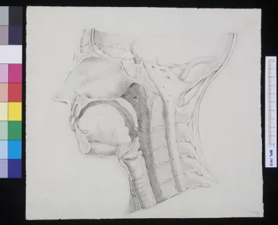 Section of the human face