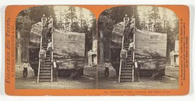 Section of the Original Big Tree - 30 feet diameter, No. 801 from the series "Calaveras Big Trees"
