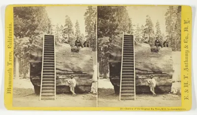 Section of the Original Big Tree, 92 ft. in circumference, No. 10 from the series "Mammoth Trees, California"
